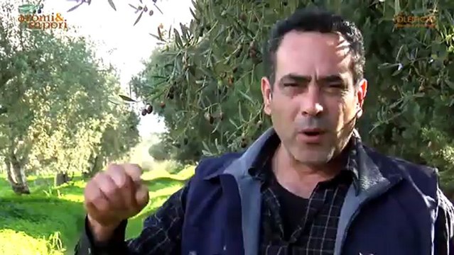 Oleificio Mirabile Antonino - Aromi & Sapori