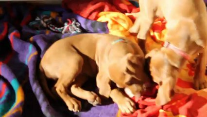 15.02 (2) Shani bei der Erziehung ihrer Welpen Spiel, Spass , Ernst