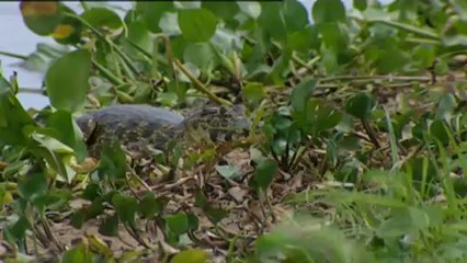 Amazonia, última llamada (12) Pantanal