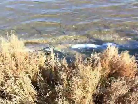 Découverte de la liberté par Houba, chiot Bouvier d'Appenzell
