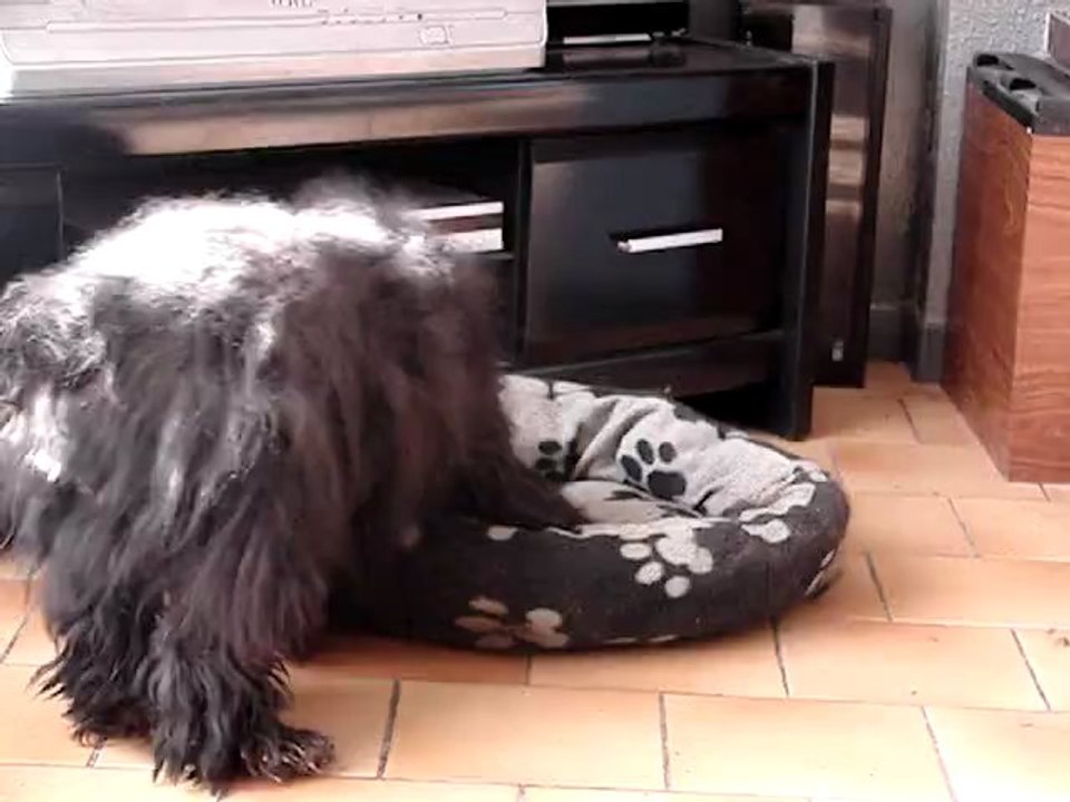 Arielle cache son os