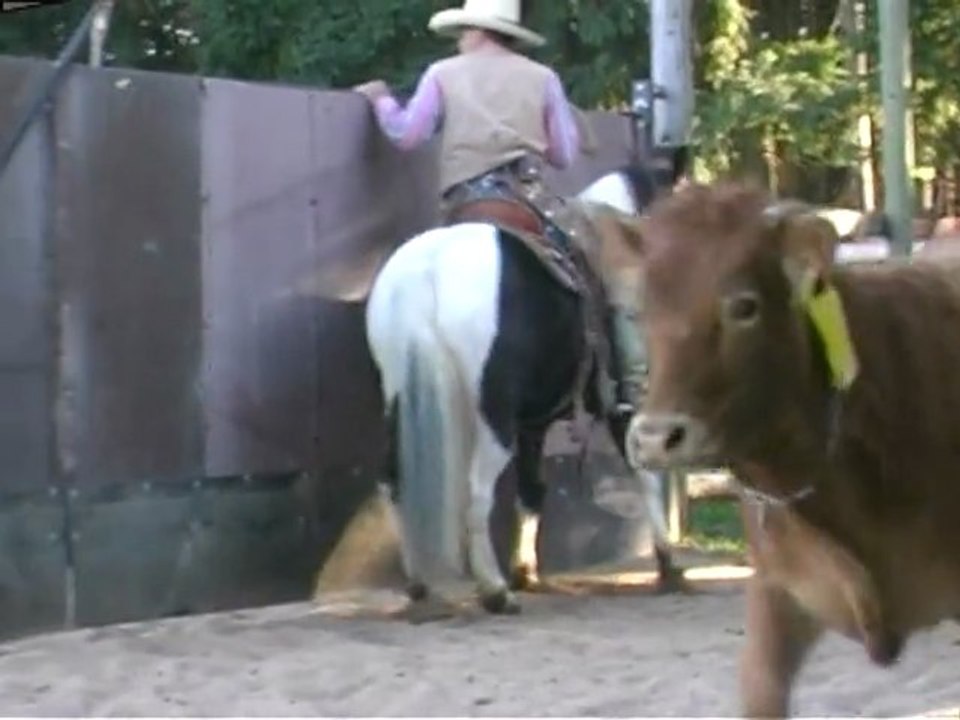 Cheval de Ranch 5°Working Cow