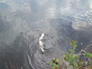 Un brochet avec une grosse truite dans la gueule. www.clergetblog.com