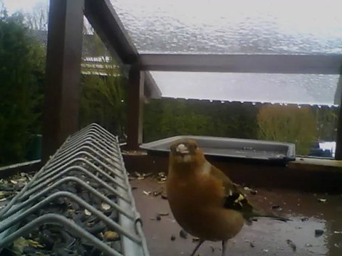 MANGEOIRE 14/02/2013 12h00 :: Tranquille le pinson !