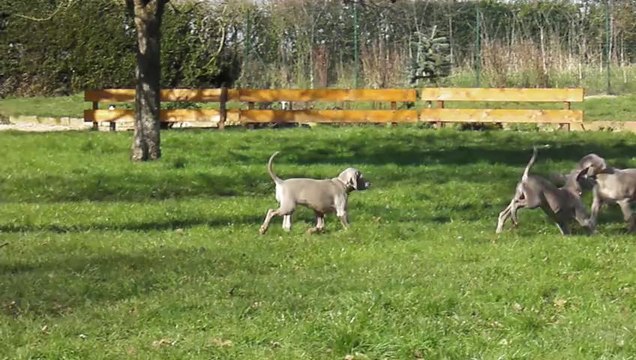 Braques de weimar bébés Abssys.edmund 16/02/2013