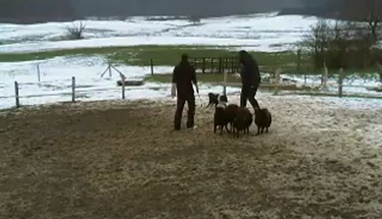 Flipper stage troupeau 16.02.2013