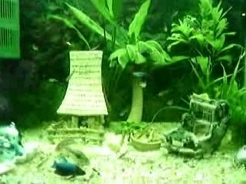 Aquarium 2
