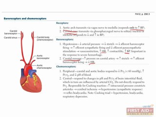 Cardiovascular Anatomy and Physiology Part 4