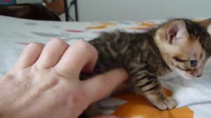 Magic Bengal Indy - girl 3,5 weeks