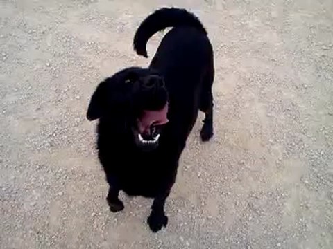 APOLO à adopter, adorable type labrador 3 ans, apprentissage assis