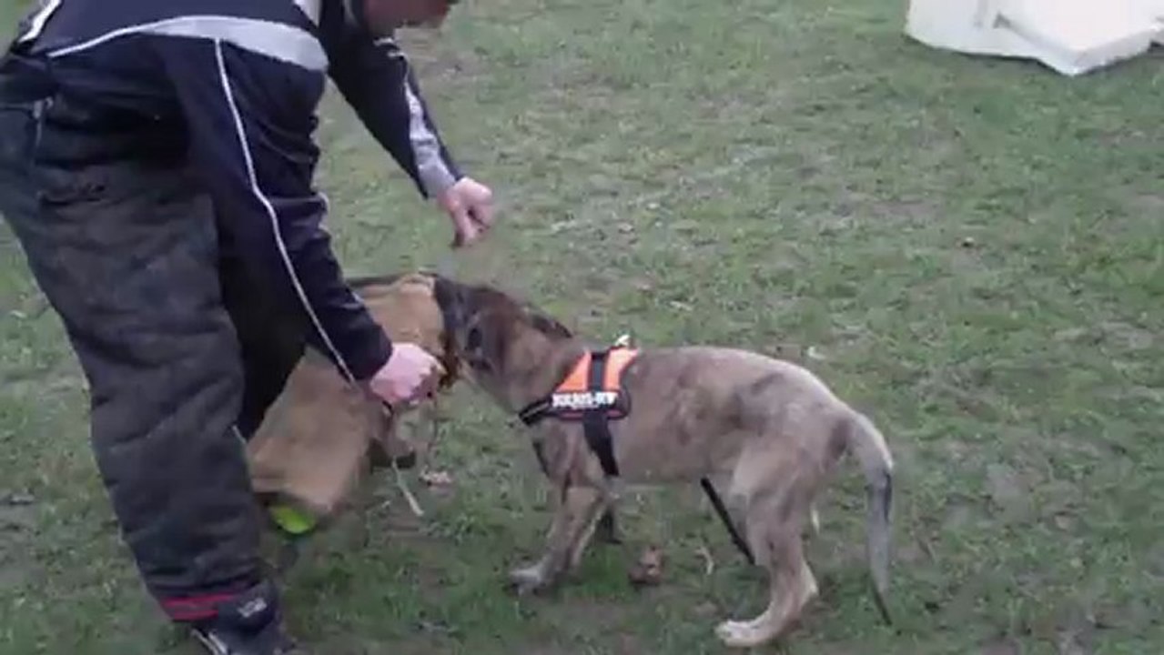 DEMON DE VAN HOOPS : 3ème séance de mordant (suite )