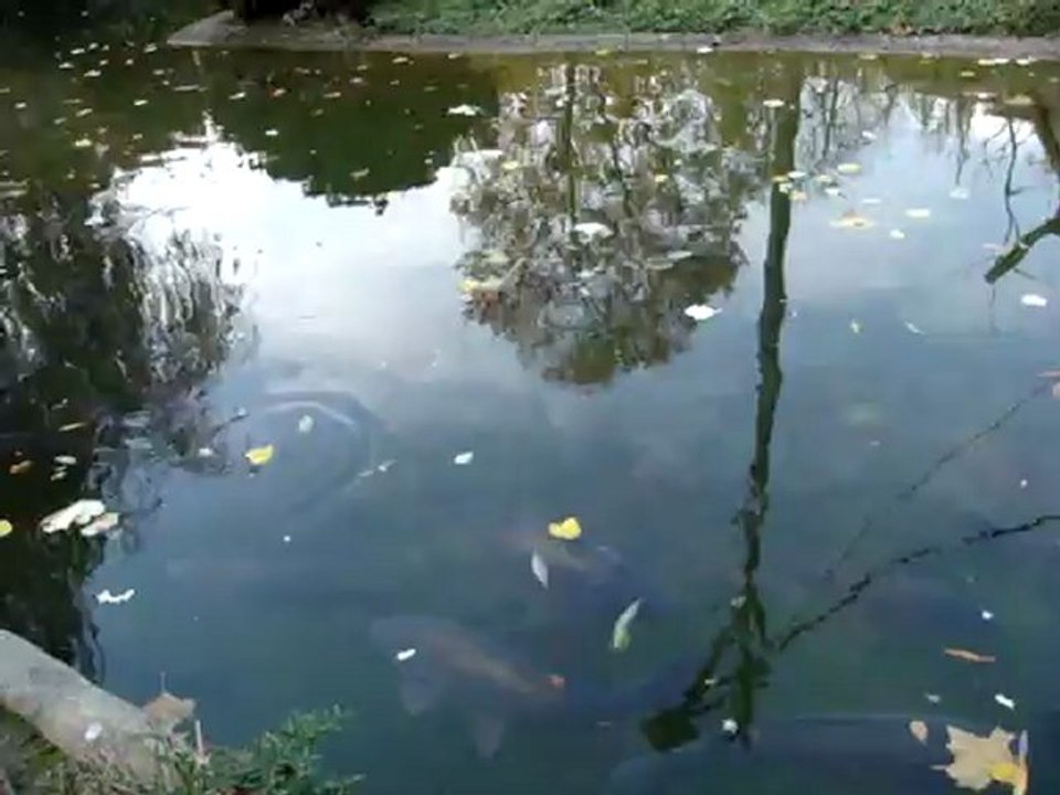 Les petits poissonnnnnnnnnnn dans l'eau nagent aussi bien que les grooooooos..