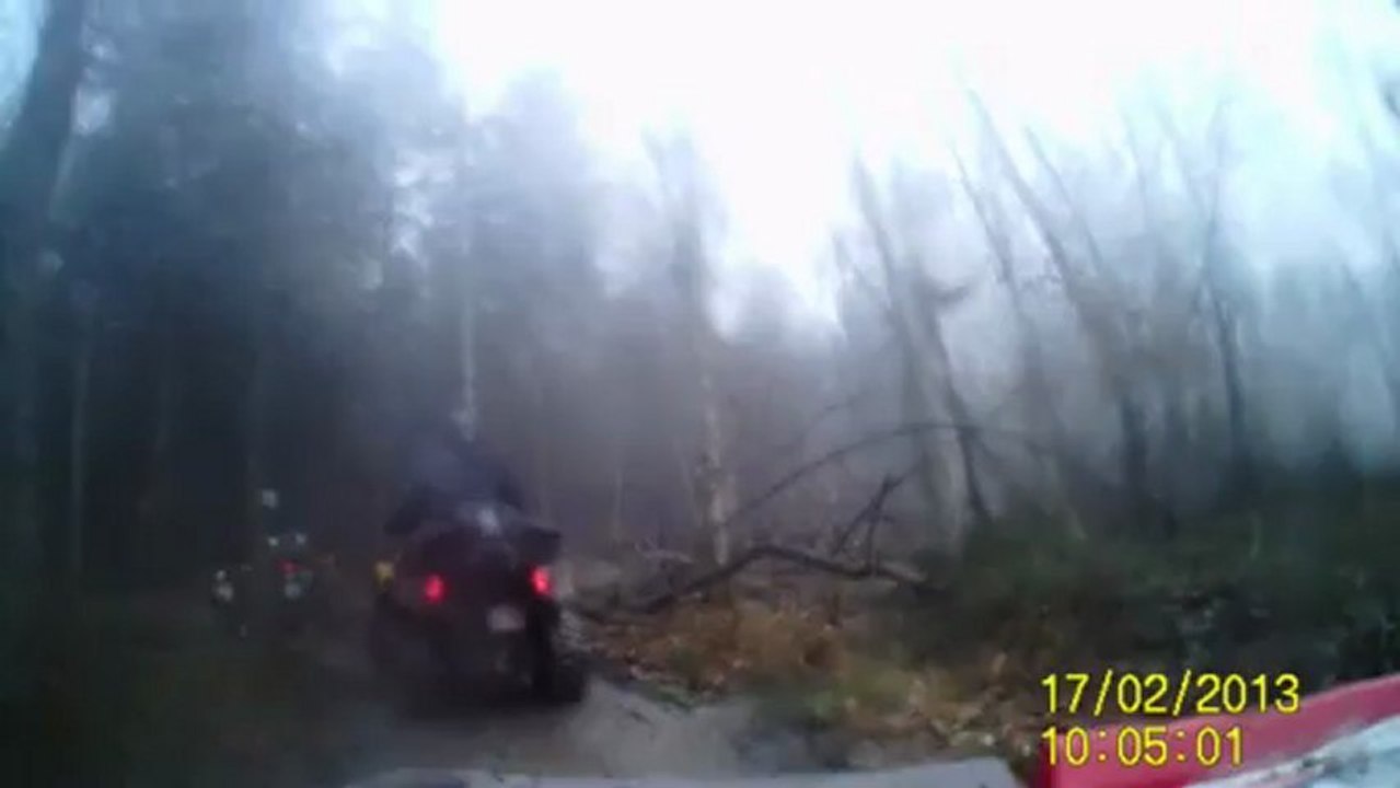 sous bois par temps de brouillard