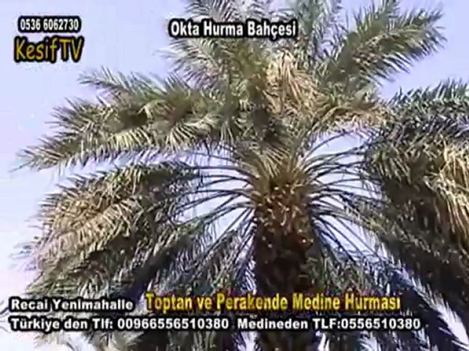 oktahurmabahçesi-recaiyenimahalle-medine-suudiarabistan-00966556510380 -Keşiftv