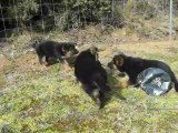 Chiots berger allemand du Mas de Jouvance