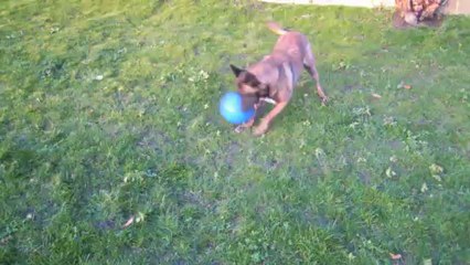 Chinook et sa Boomer Ball.