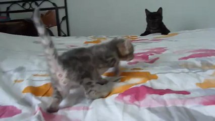 Magic Bengal Isidore - boy 3,5 weeks