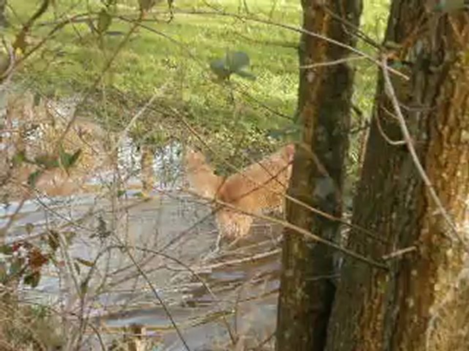 filou everly bois st pelerins