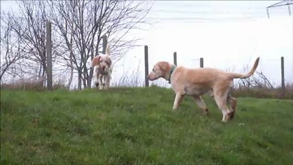 Dartagnan ( refuge SPA d'Etalondes )