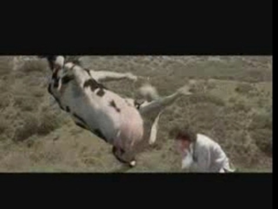 homme vs vache