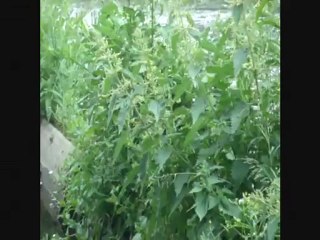 Ambient sounds внешняя среда 3 ล้อมรอบ