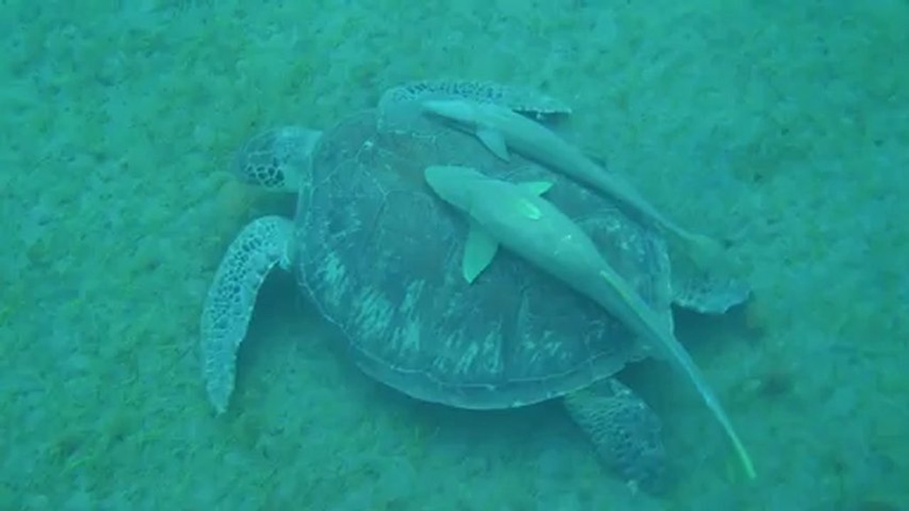 et971tortue et poissons