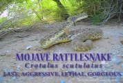Mojave Rattler Release
