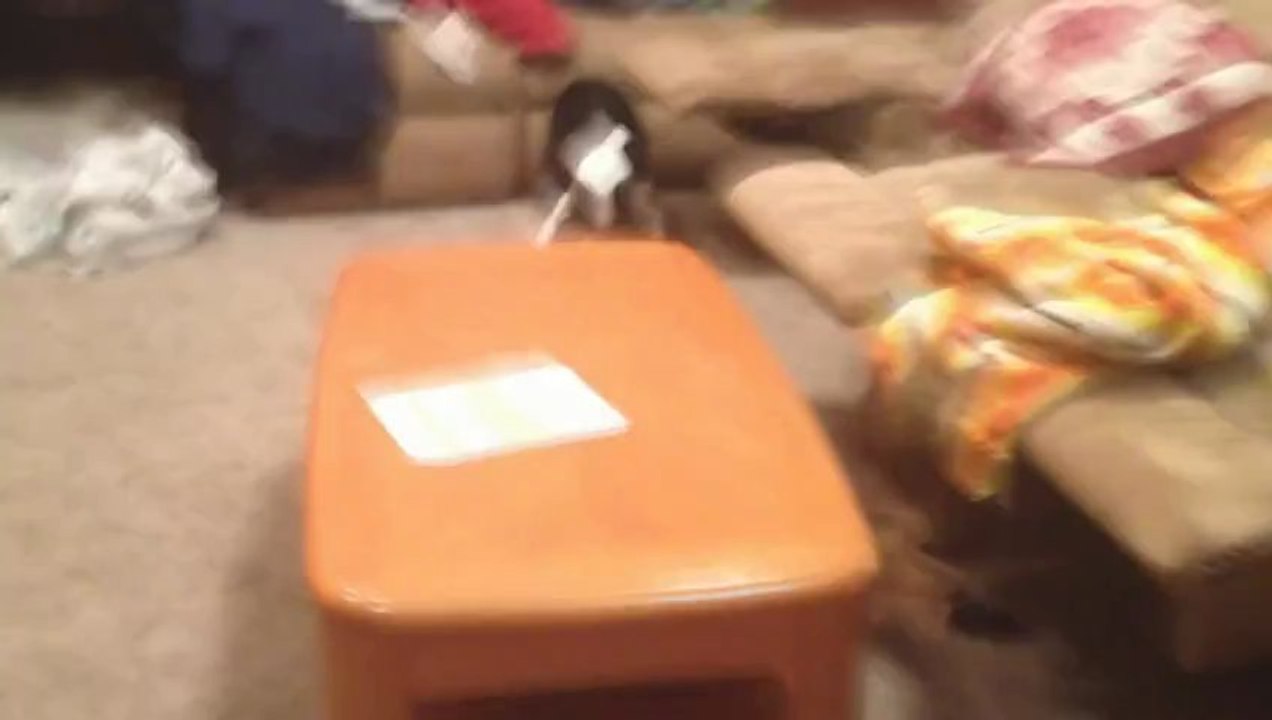 Rocco Goes Full Derp