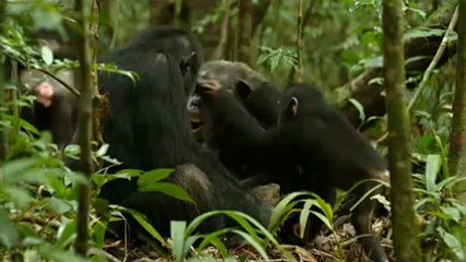 Chimpanzés Bande annonce du film