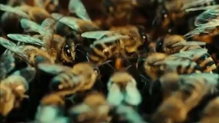 Des Abeilles et des hommes Bande annonce du film
