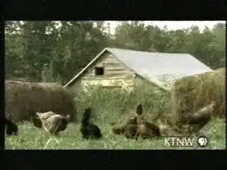 mike the headless chicken