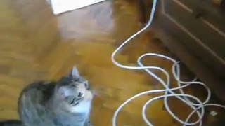 Un chat s'attaque à un lecteur DVD