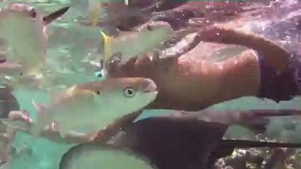 124 Sortie lagoonarium le 24 septembre 2012