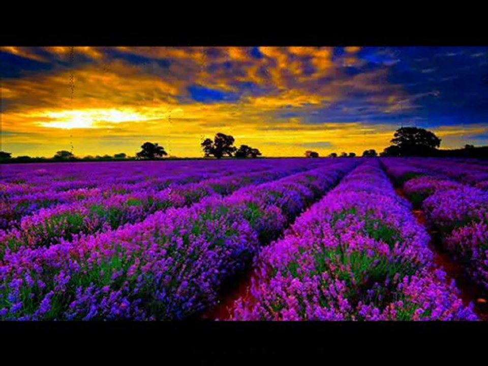 birdaha be gulum