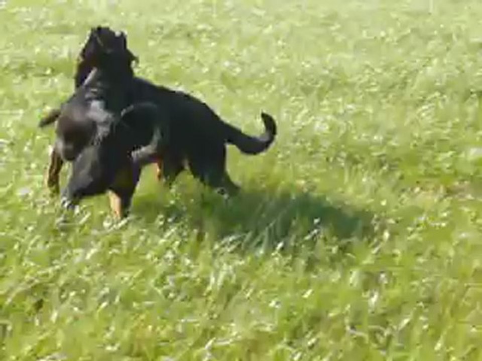 18fev Hanoï, Hendrix et Hergé