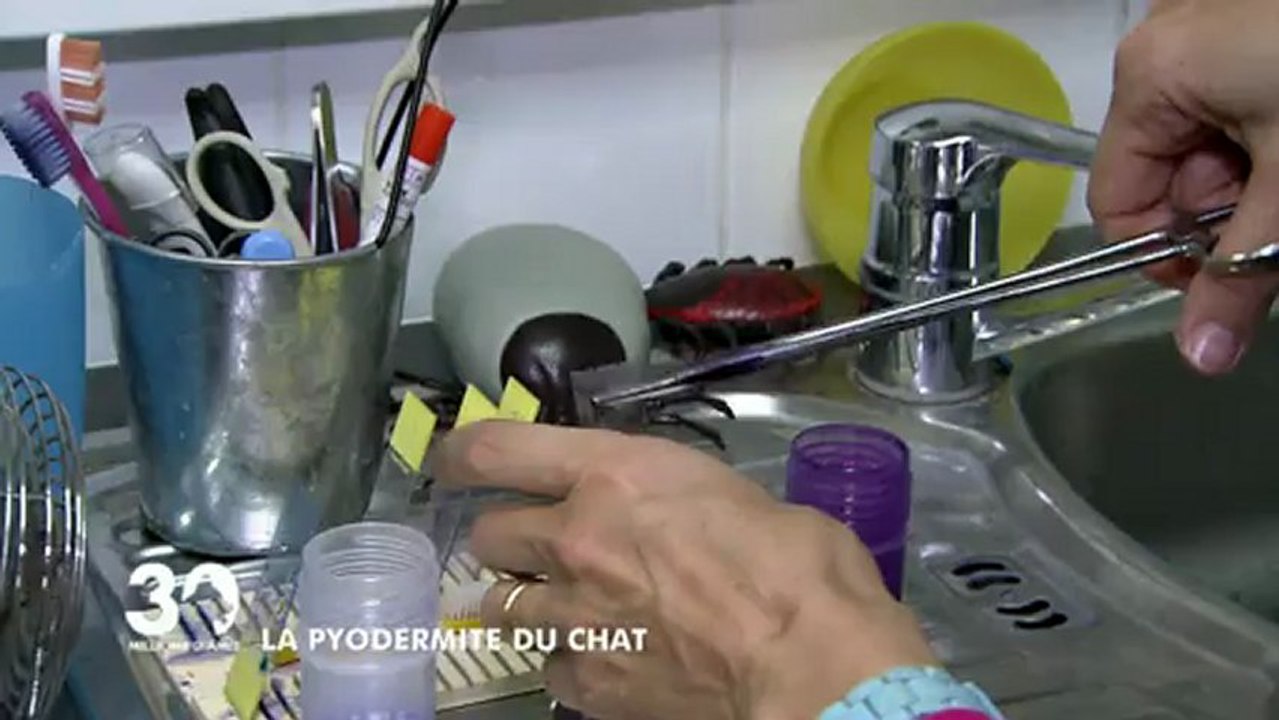 La pyodermite du chat