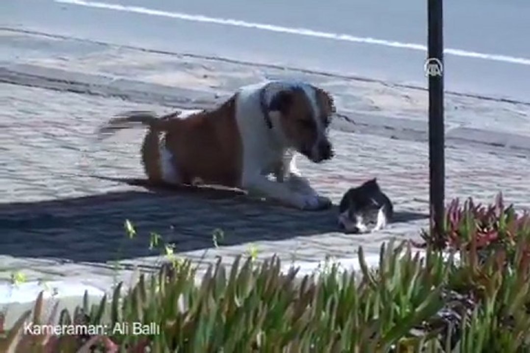 Yaralı kedi için köpeğin yardım çağrısı