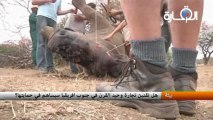 هل تقنين تجارة وحيد القرن في جنوب افريقيا سيساهم في حمايتها؟
