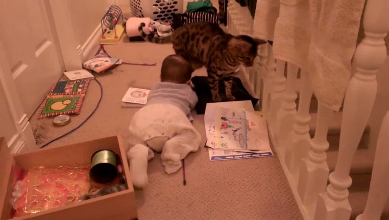 Bengal Cat & Baby Interaction During Cleaning Linus Cat Tips