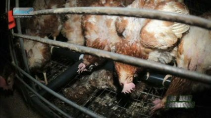 Traçabilité alimentaire: poules en batterie