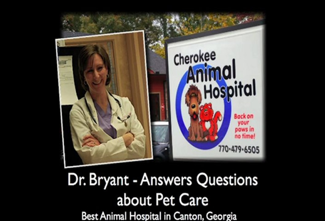 Vet Marietta Ga - Best time to Spay or Neuter Canton Vet