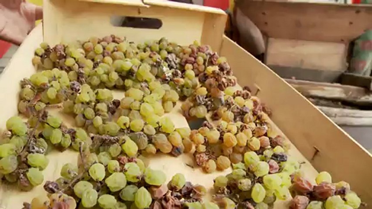 4ème pressée du vin de paille à Arlay
