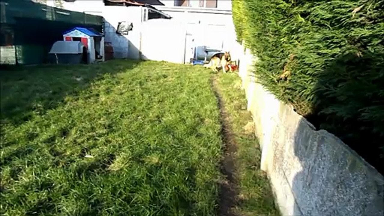 My dog is crazy ! ♥