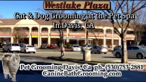Cat Grooming-Grooming for Pets-Grooming for Dogs Davis CA
