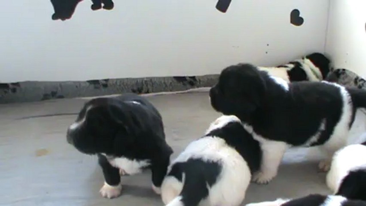 2013 fév 18 Chiots Terre neuves noirs et blancs