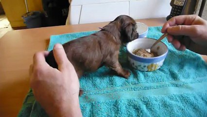 Male violet 1er Repas