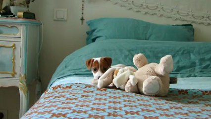 Hermine video jack russell