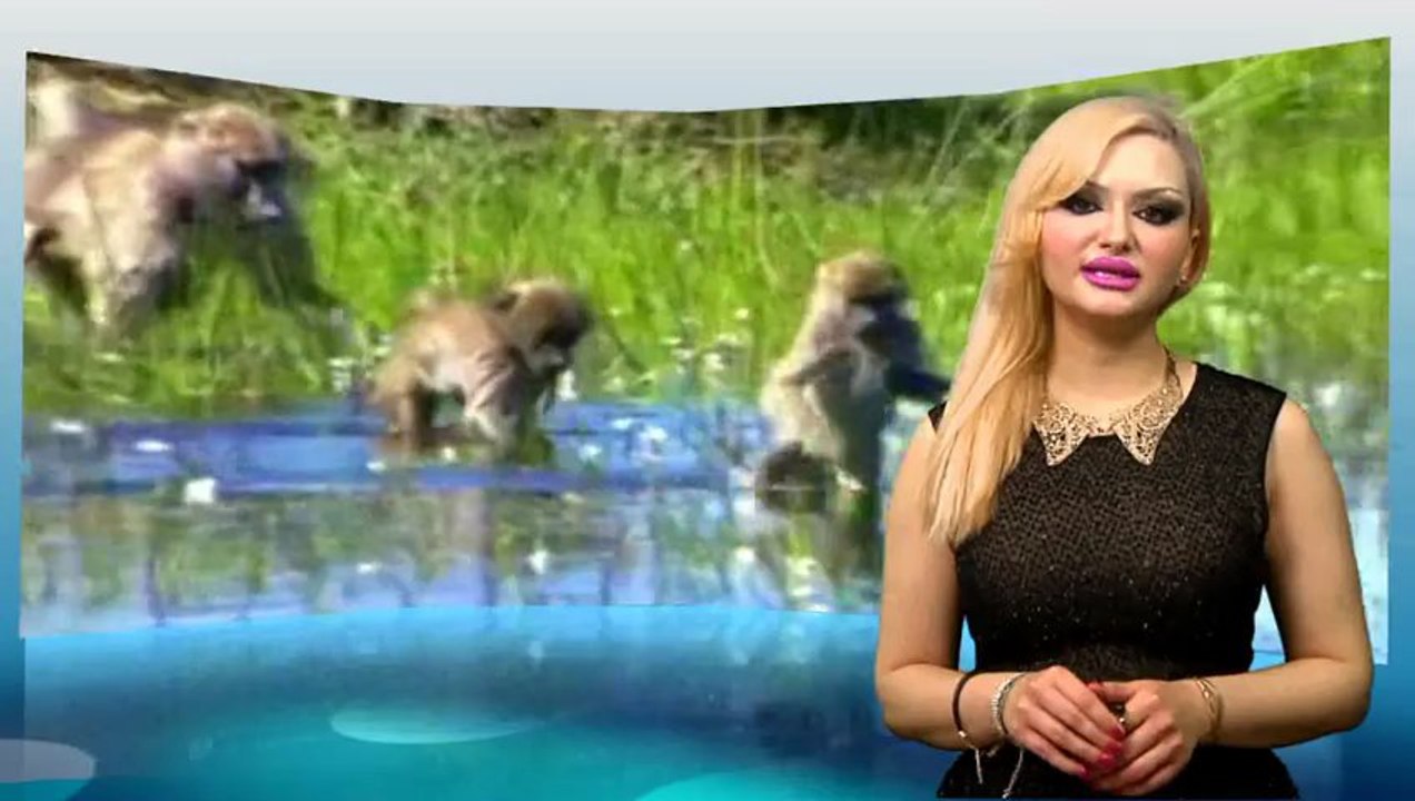 Was sagt der Koran über die Juden ?