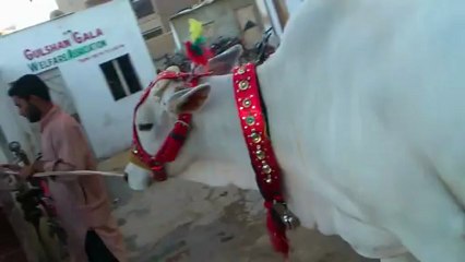 bakra eid 2012 jason gala salman cow 1