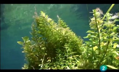 Larvas de libélulas